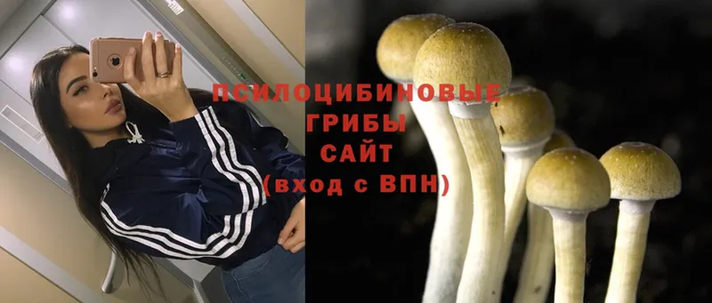 omg маркетплейс  даркнет сайт  Боготол  Псилоцибиновые грибы Magic Shrooms 